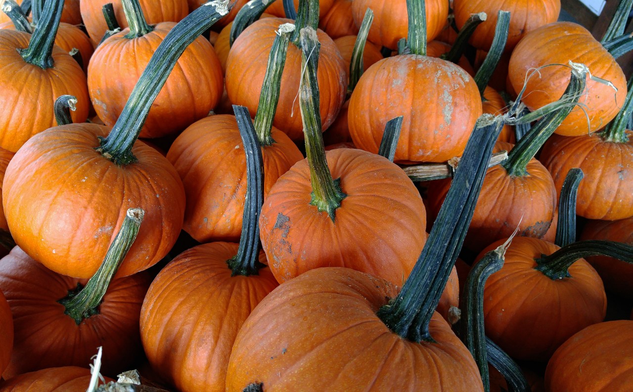 pumpkins.jpg